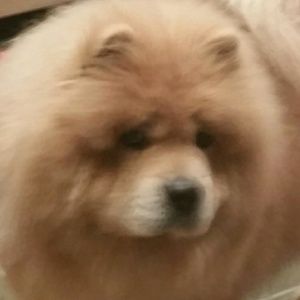 Meet your Posher, Penny